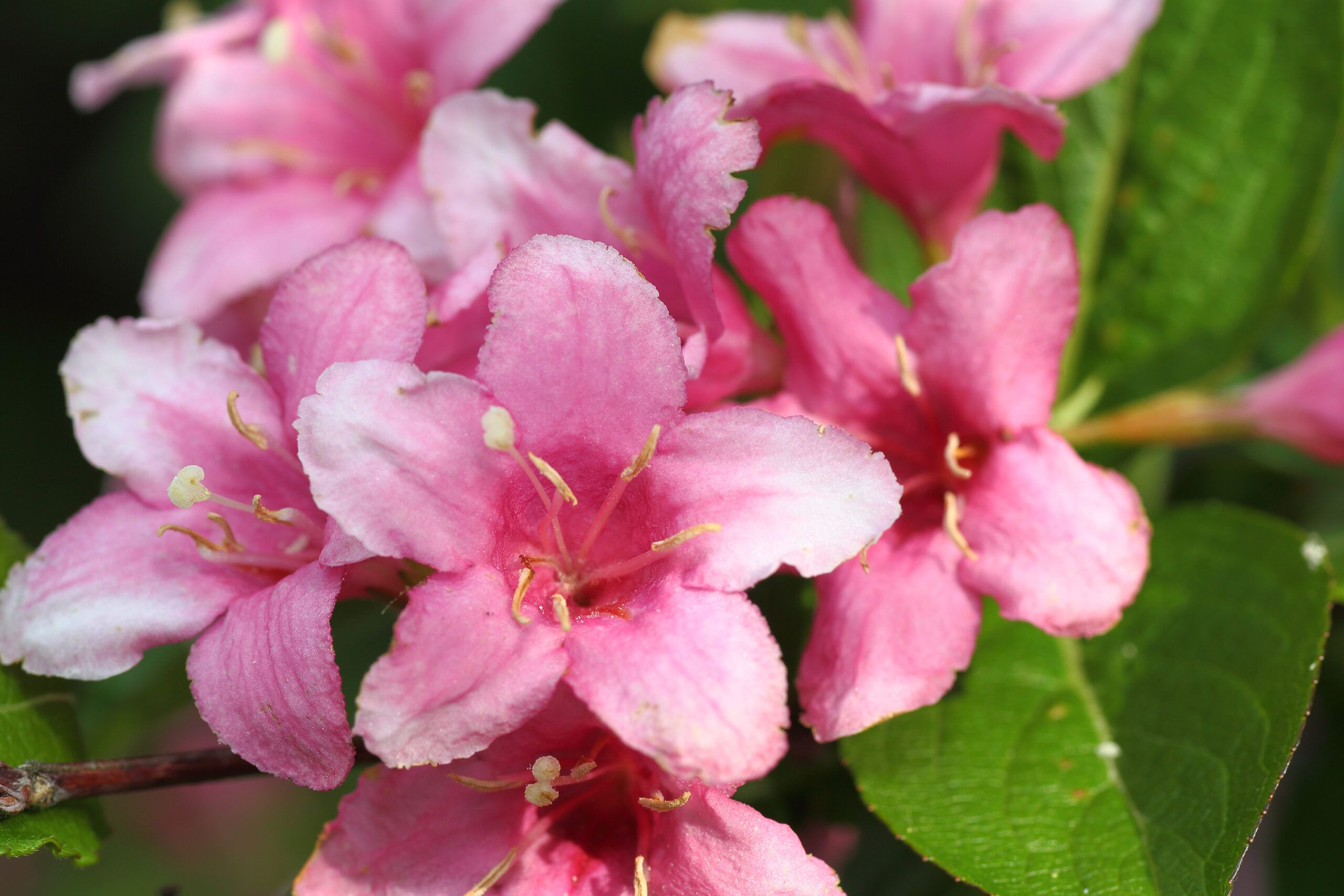 Weigela, which is an alternative for an invasive plant species.