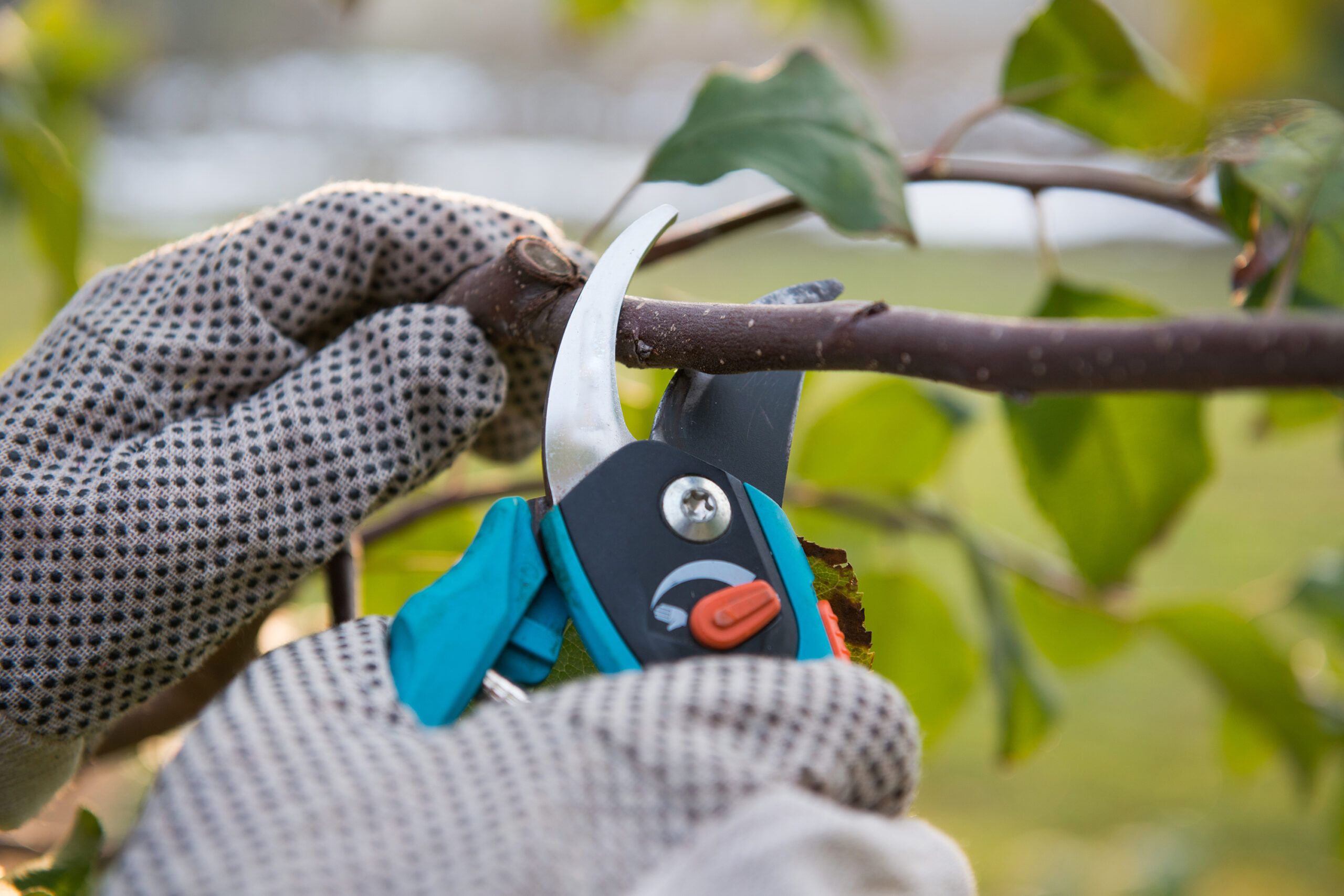 A person prunes plants in late summer to prepare for fall.