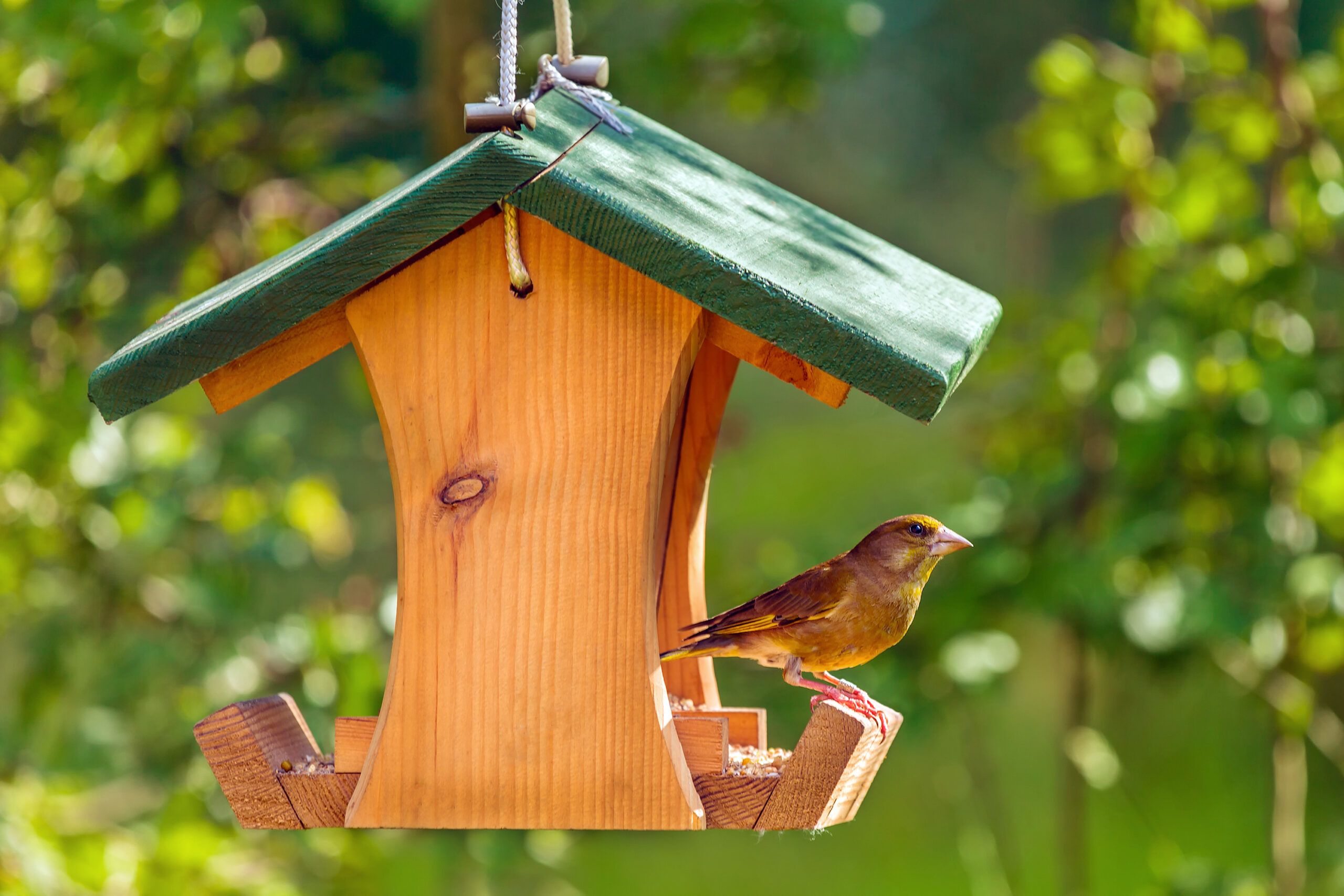 A bird on a bird feeder in late summer.