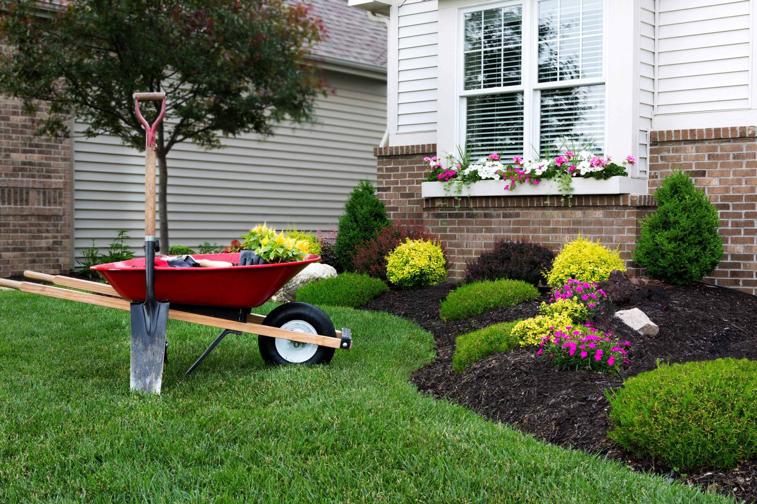 A wheel barrow and shovel used to plant a garden in late summer.