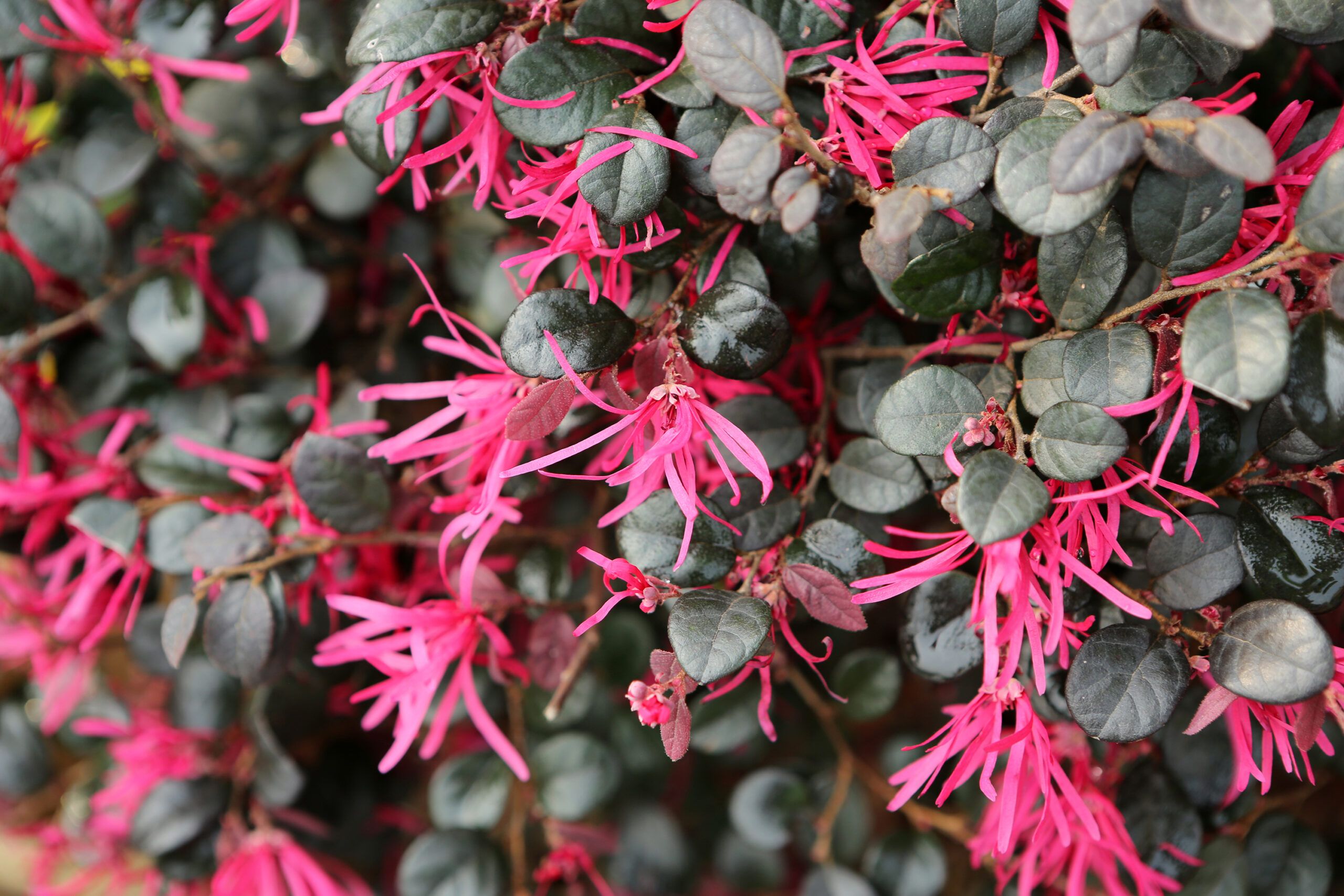 A shrub of loropetalum.