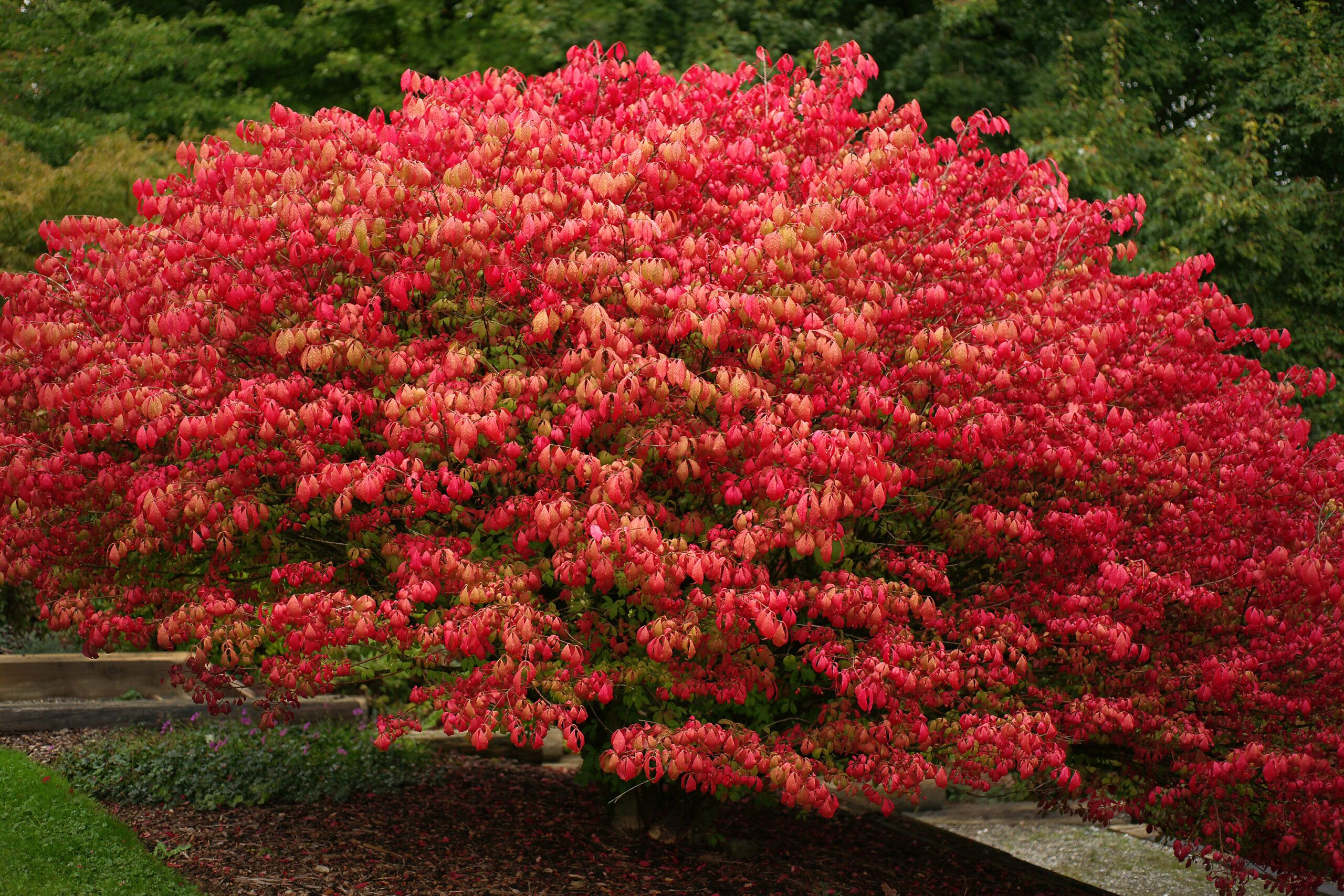 A burning bush is an invasive species.