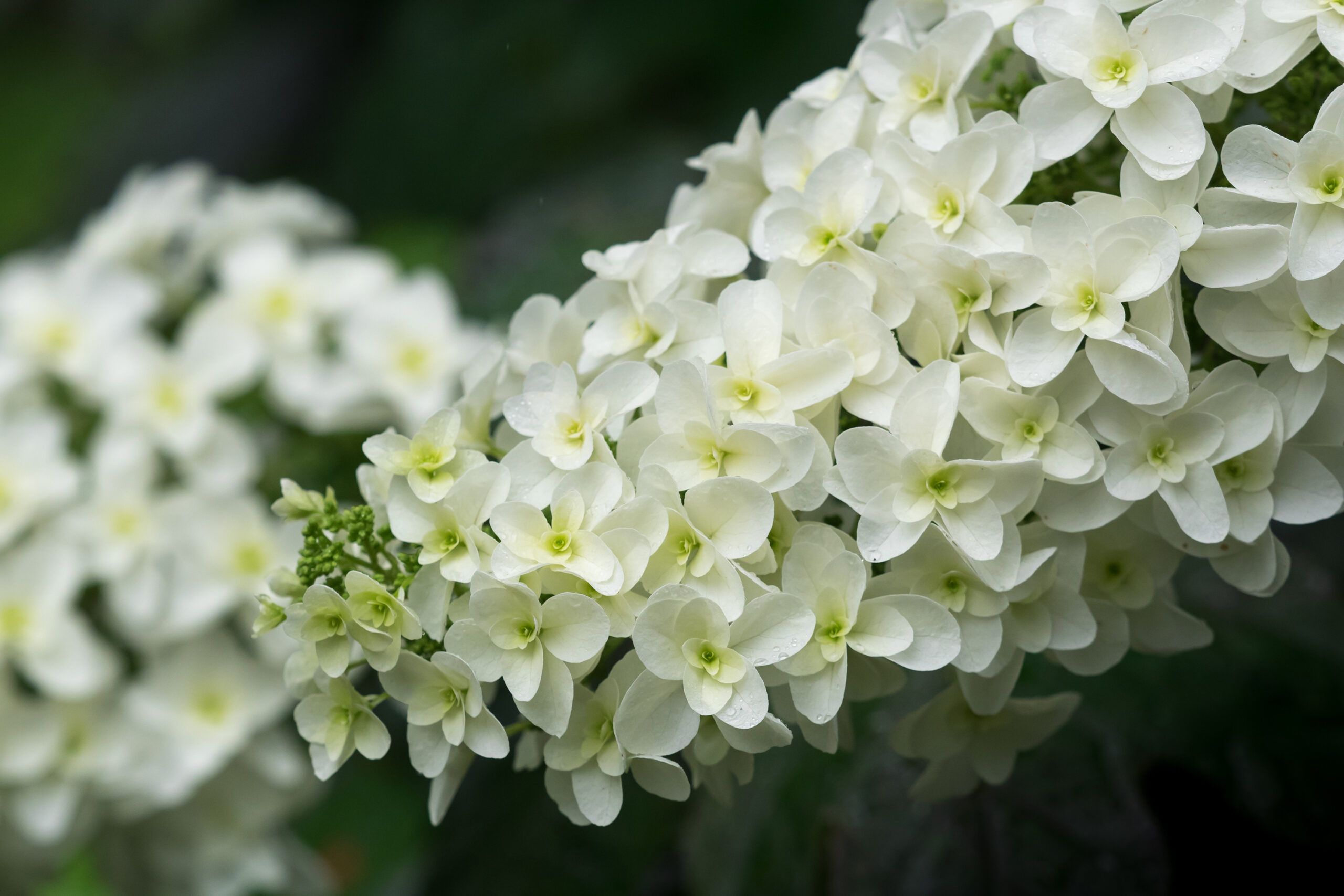 An oakleaf hydrangea shrub.