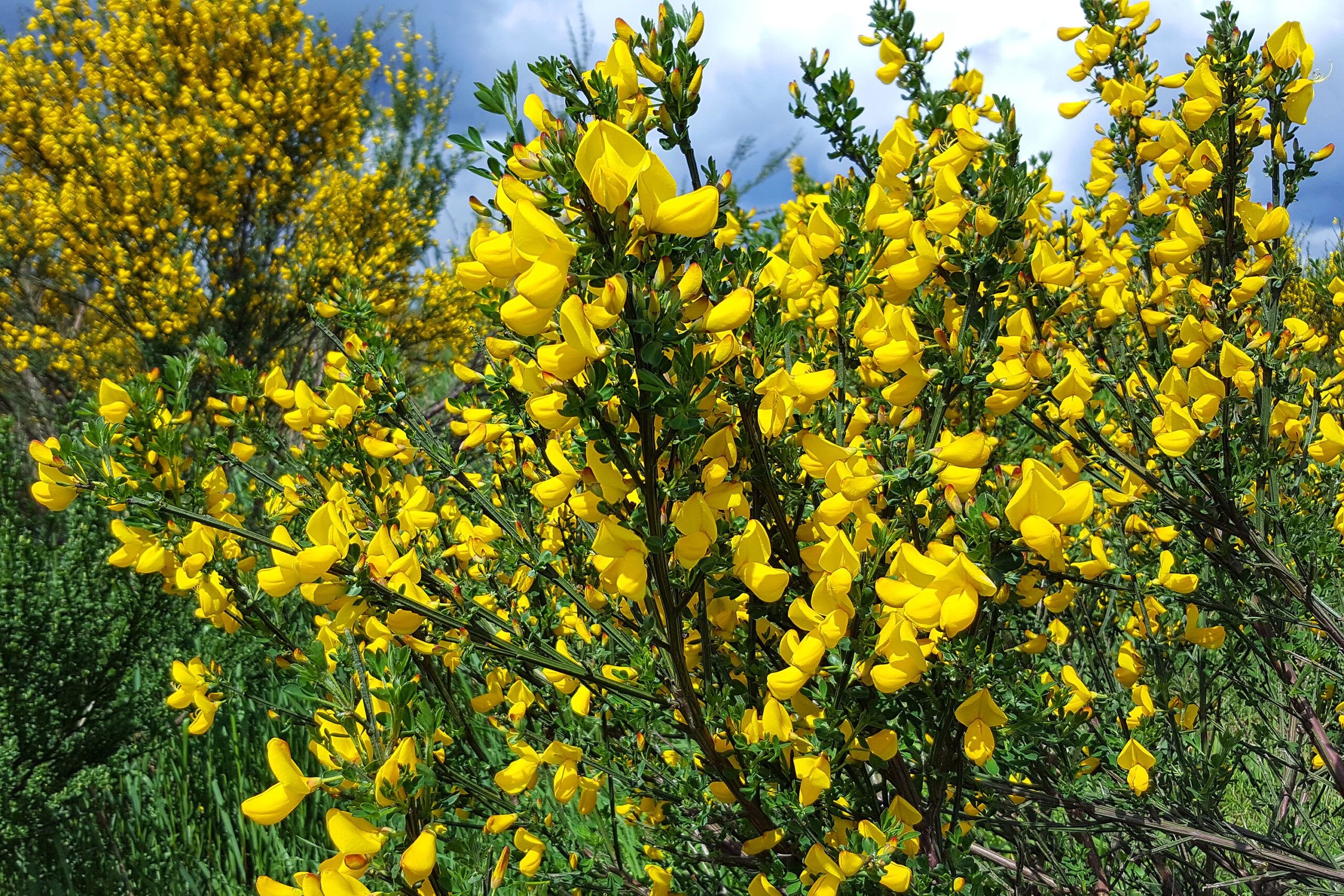 Blooming scotch brooms, which are an invasive plant species.