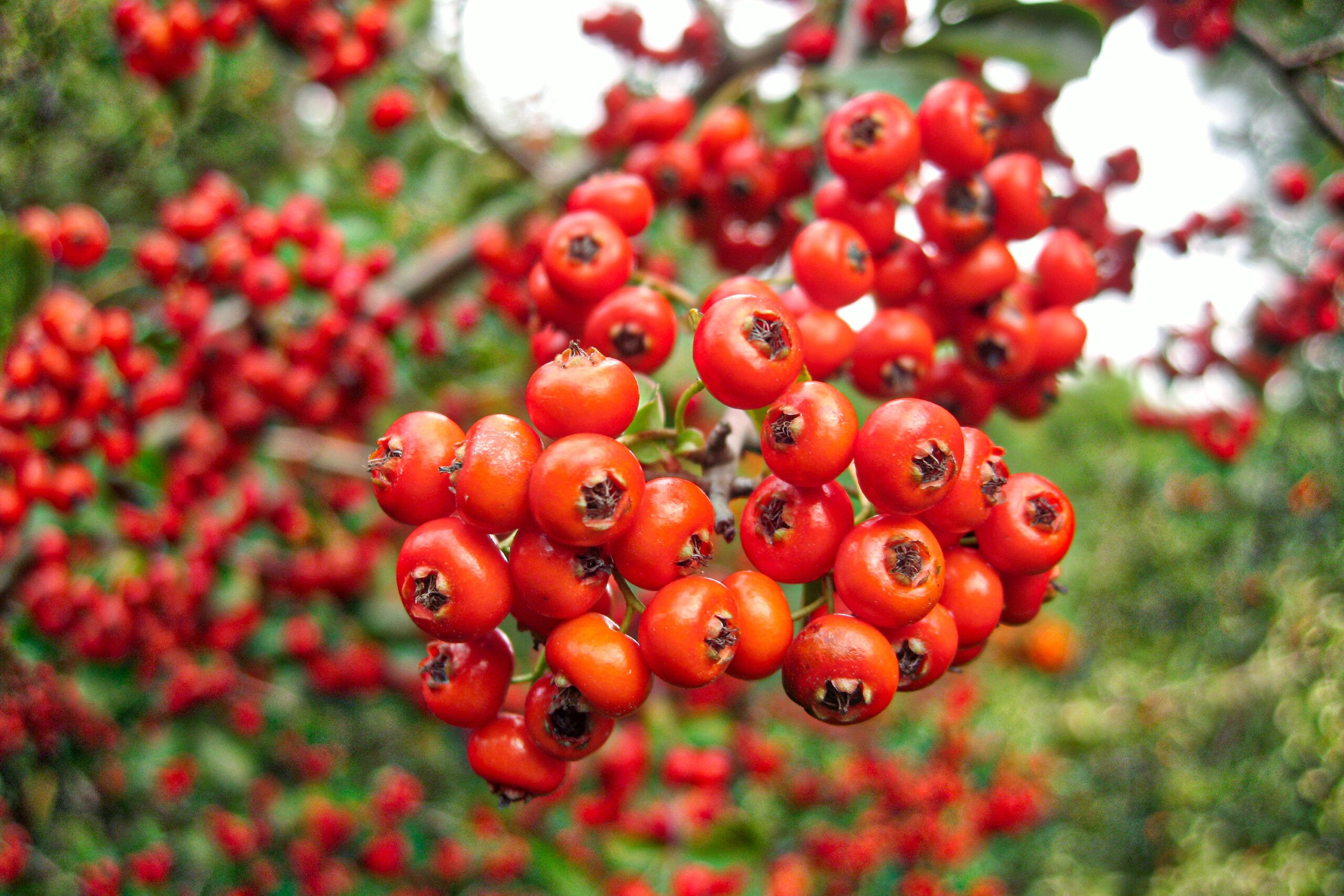 Red berries growing in late summer.