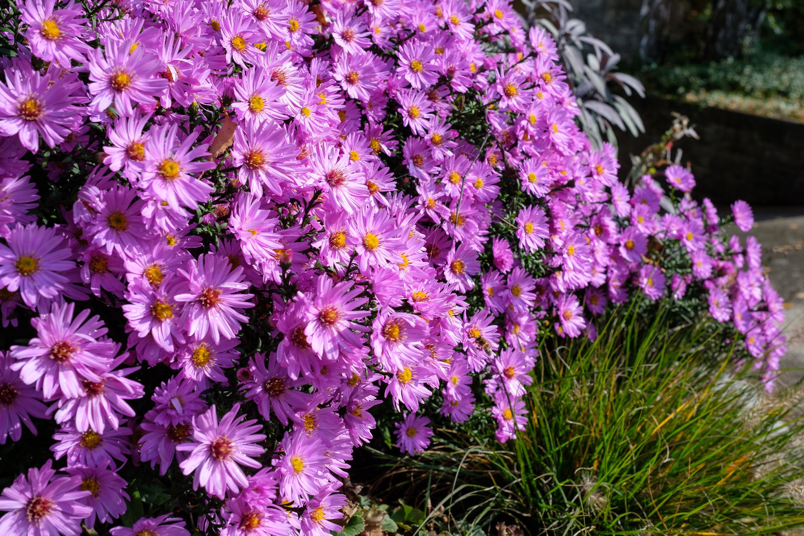 Purple flowers blooming in a garden in late summer.