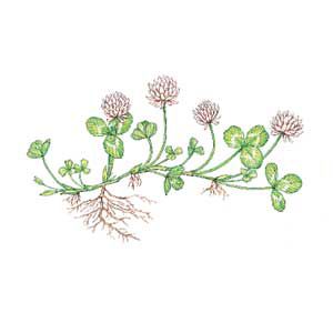 An illustration of a white clover.