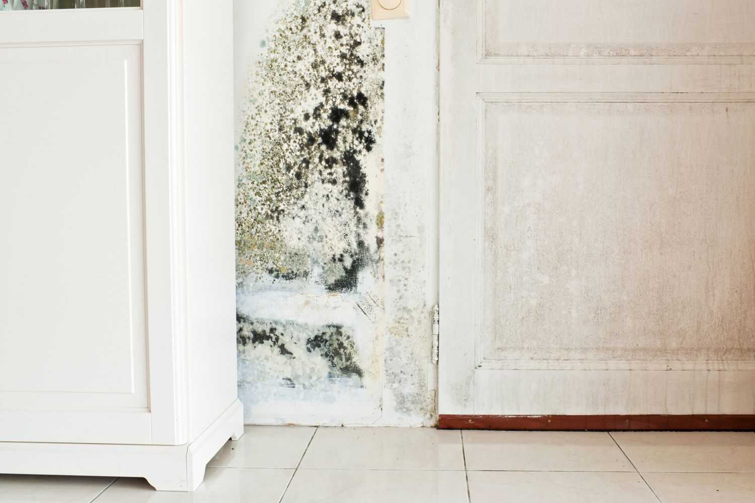 Black mold