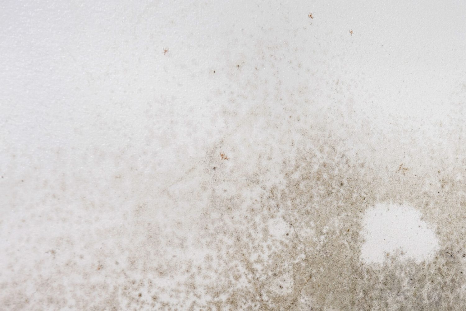 A surface with mold growing on it.