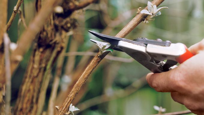 A person using clippers to prune a tree.