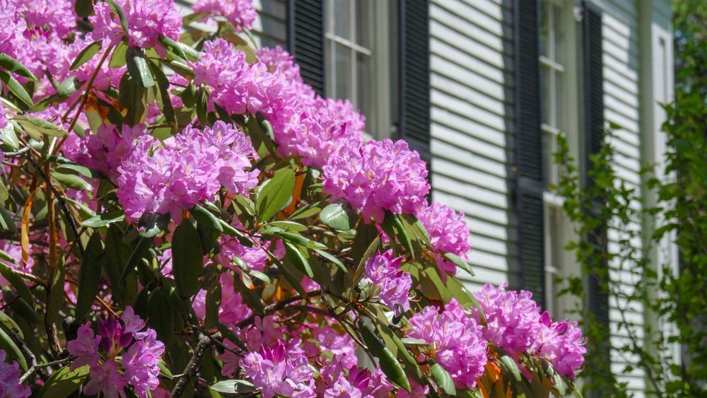 Rhododendron growing in front of a house