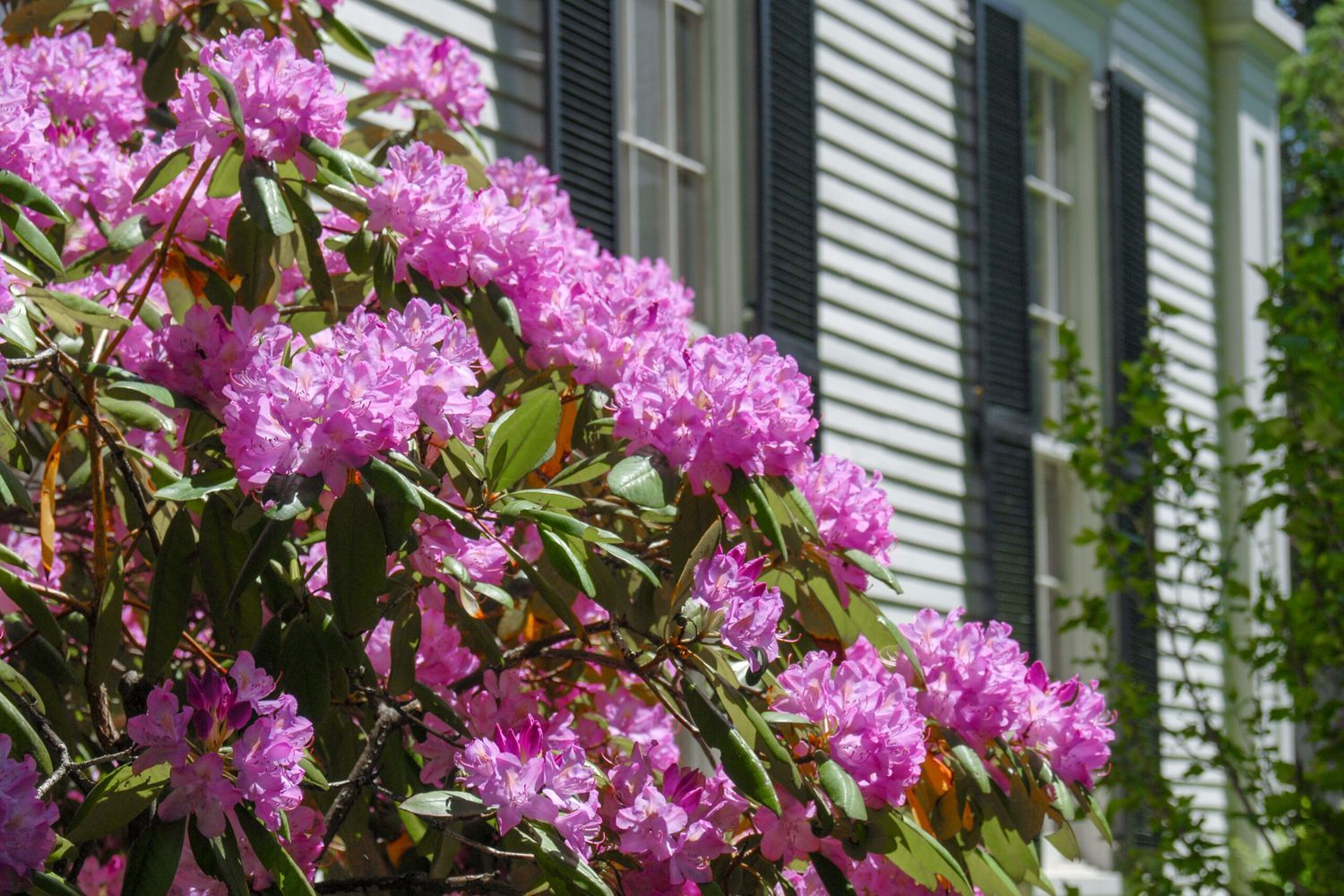 Rhododendron growing in front of a house