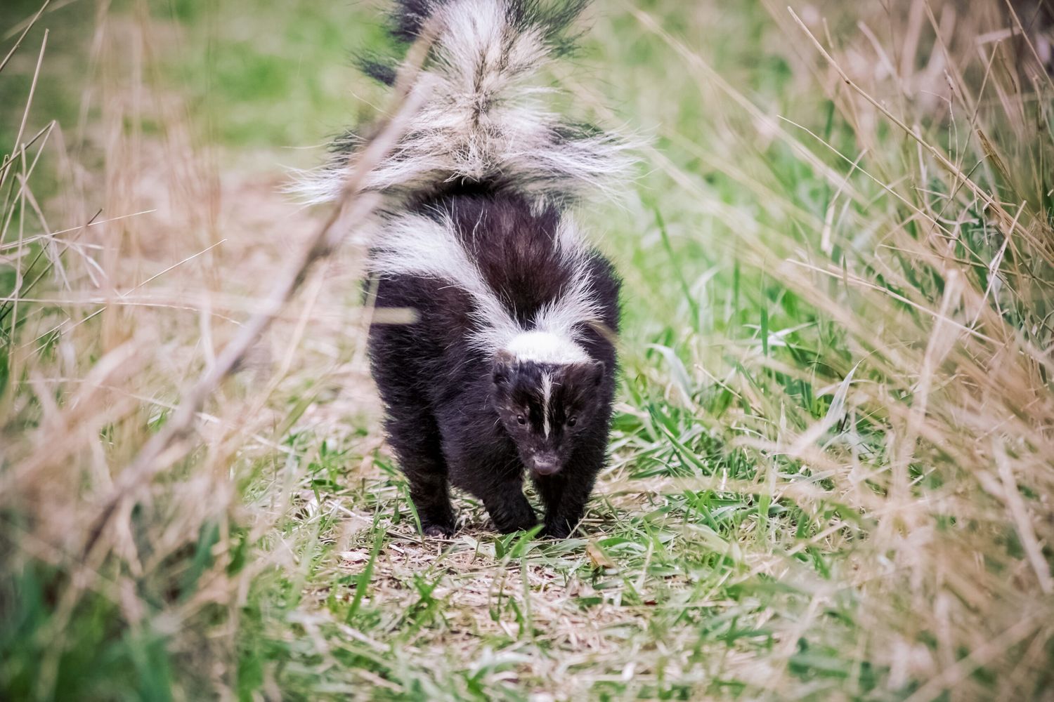 A skunk at risk of spraying its surroundings with its bad smelling odor.