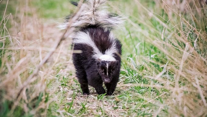 A skunk at risk of spraying its surroundings with its bad smelling odor.