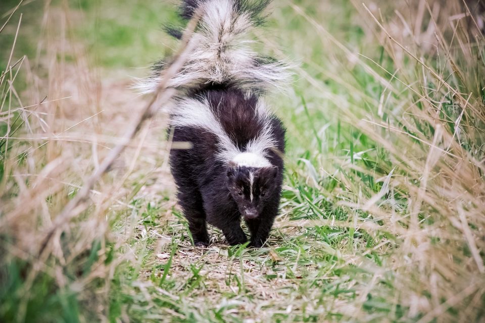 A skunk at risk of spraying its surroundings with its bad smelling odor.