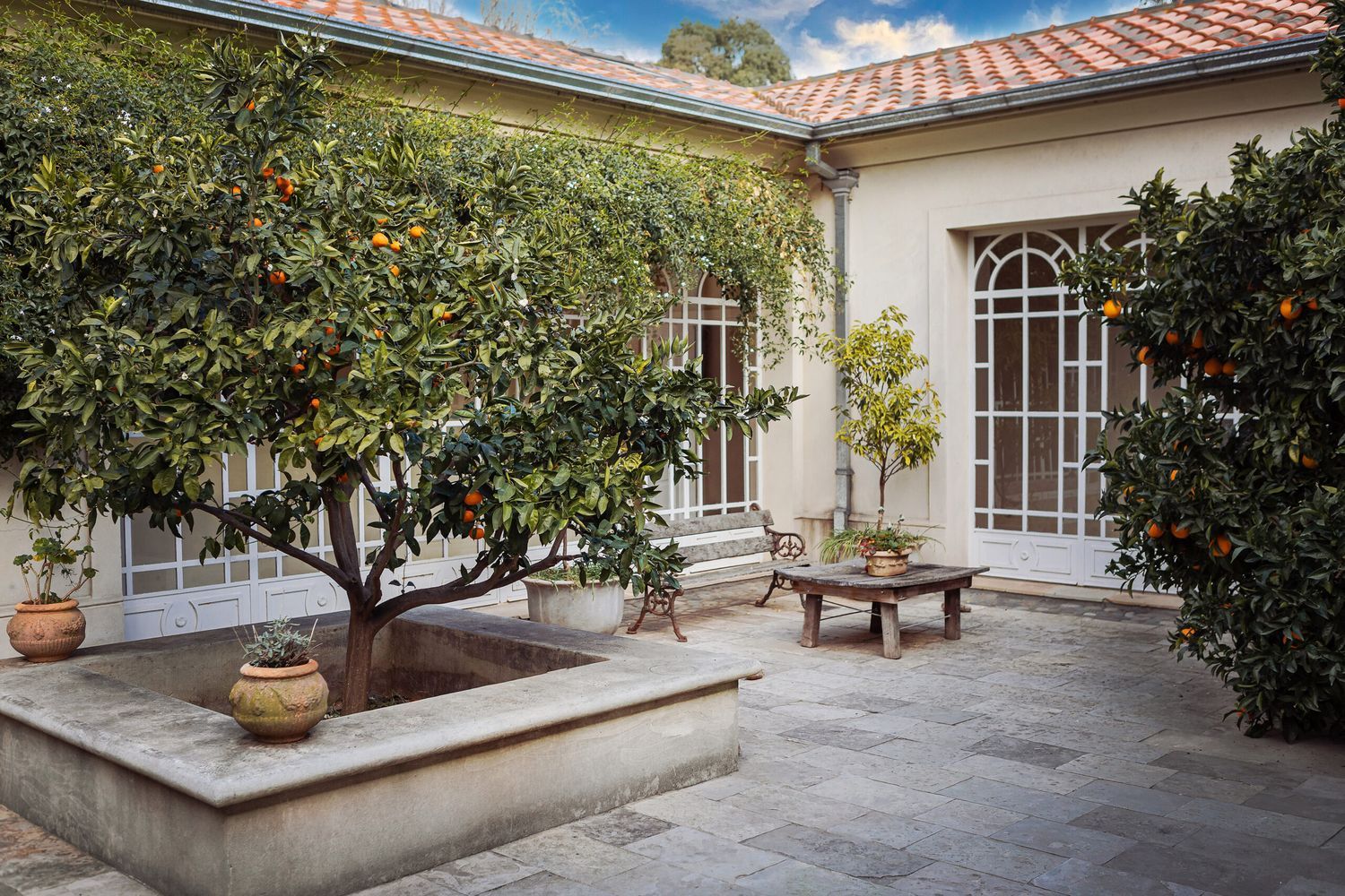 Citrus trees growing on patio