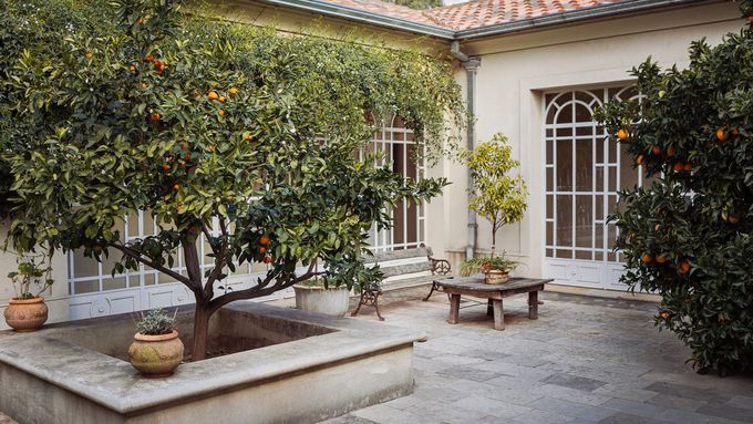 Citrus trees growing on patio