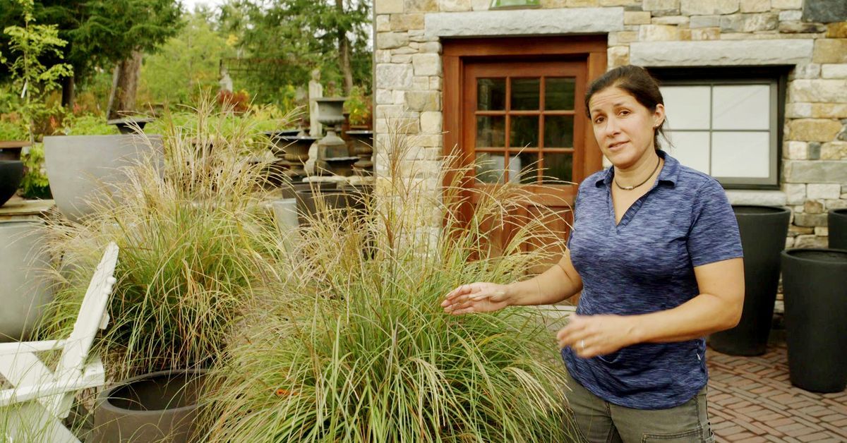 ornamental_grass_1924_SF