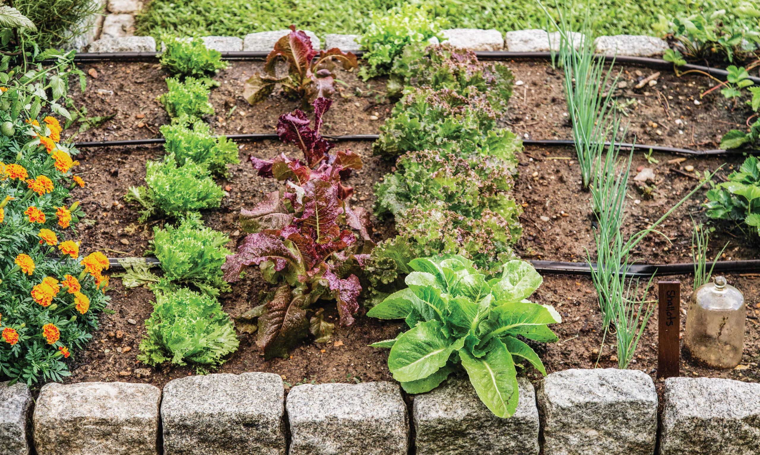 Make your own kitchen garden, more or less anywhere!