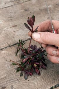 A small cut of a hebe shrub, ready to be propagated.