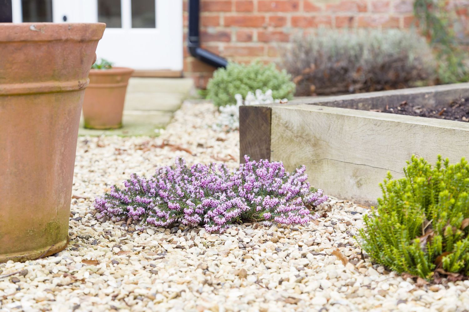 A hebe shrub in a garden surrounded by gravel.