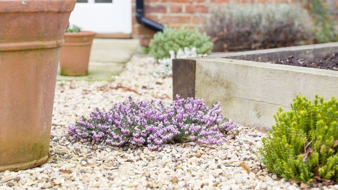 A hebe shrub in a garden surrounded by gravel.