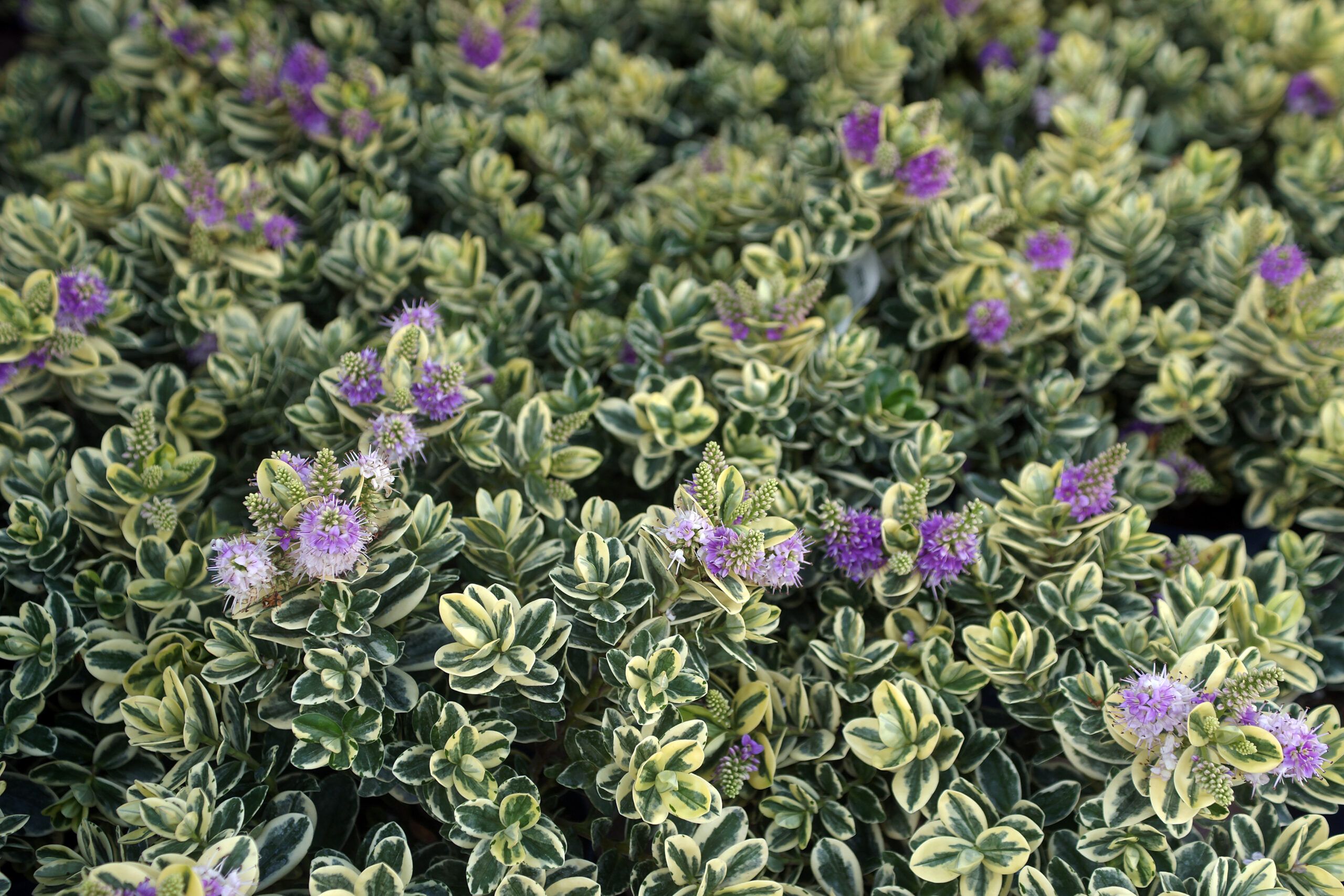 A hebe variegata shrub blooming with purple flowers.