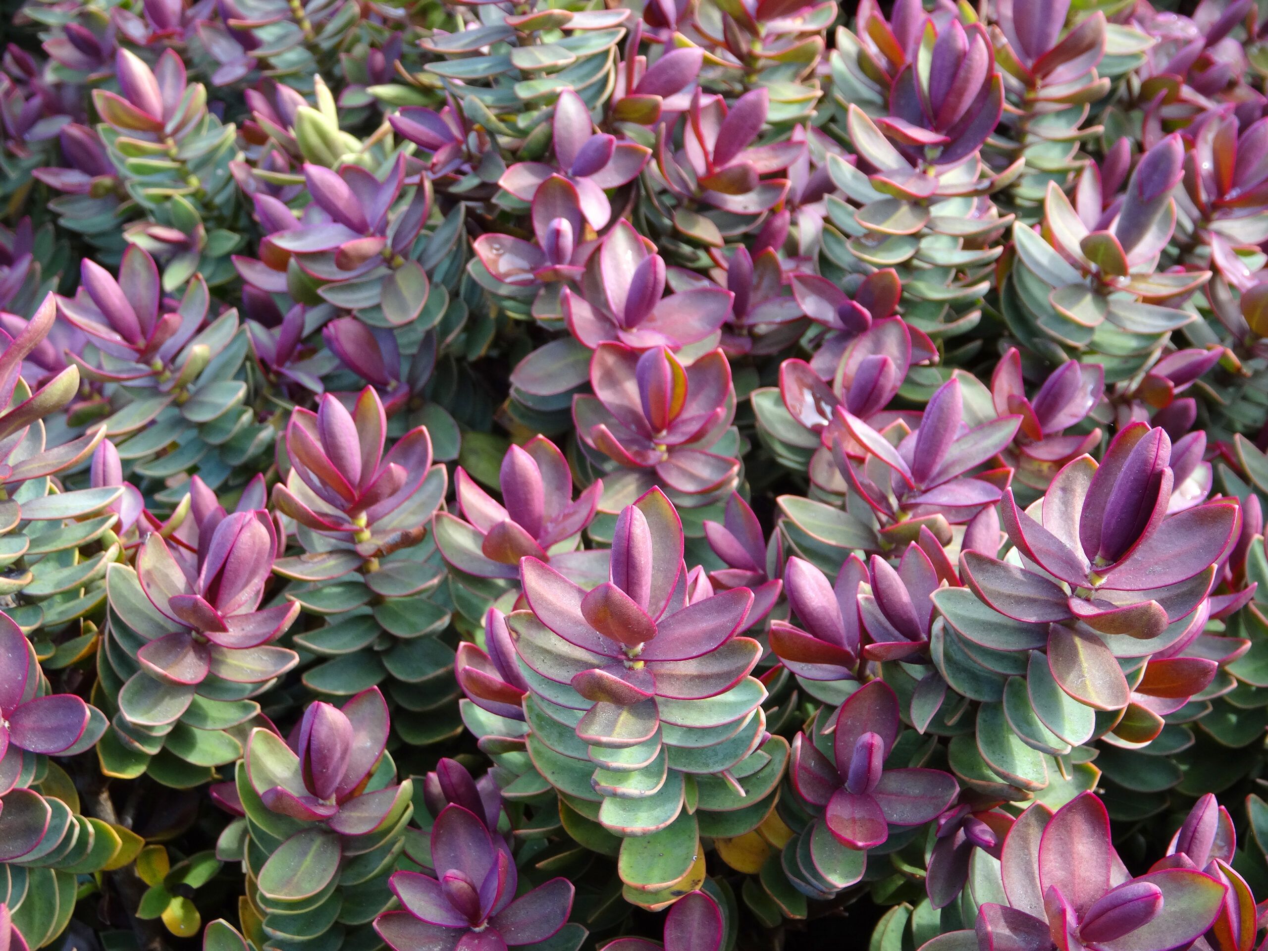 Red edge hebe shrub with green and purple leaves.