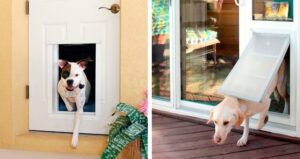 Dog Doors: Everything to Know About Choosing the Right One - This Old House