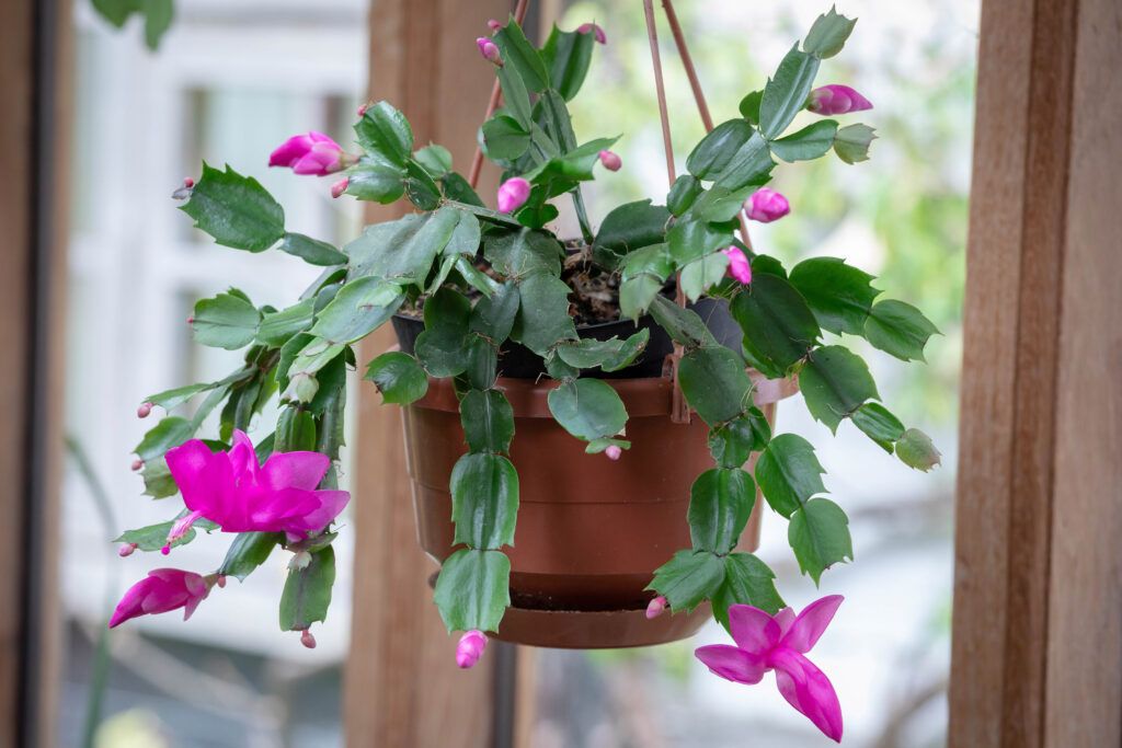 8 Beautiful Pet-Safe Houseplants - This Old House