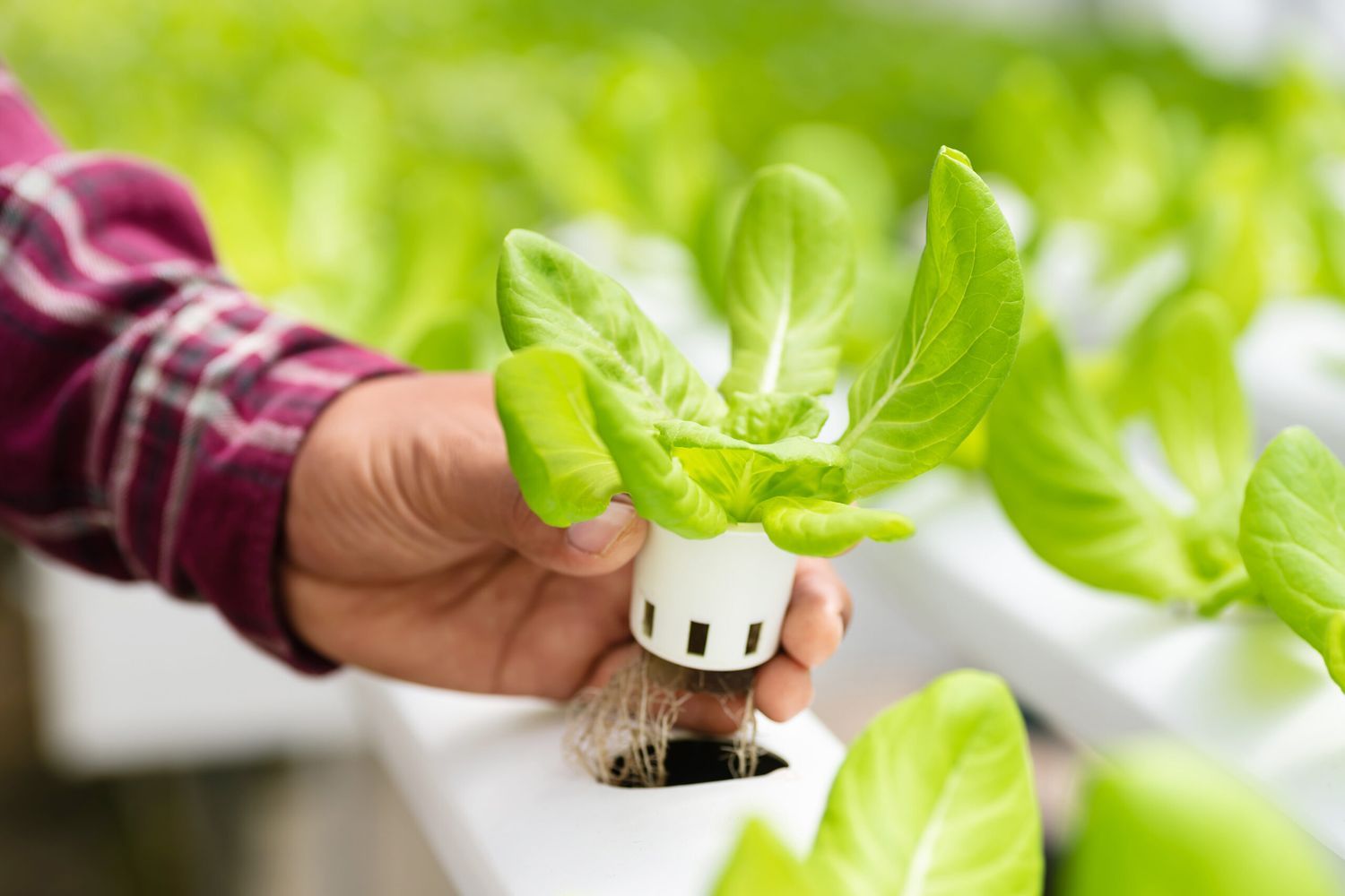 Hydroponic_iStock_1134349969