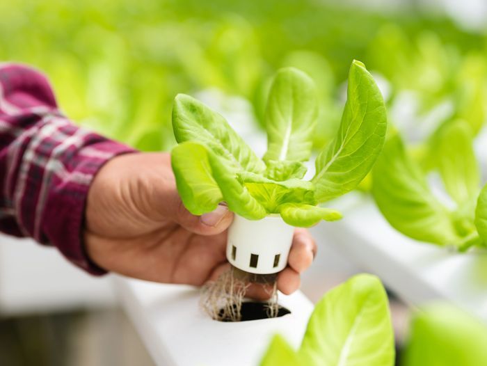 Hydroponic_iStock_1134349969