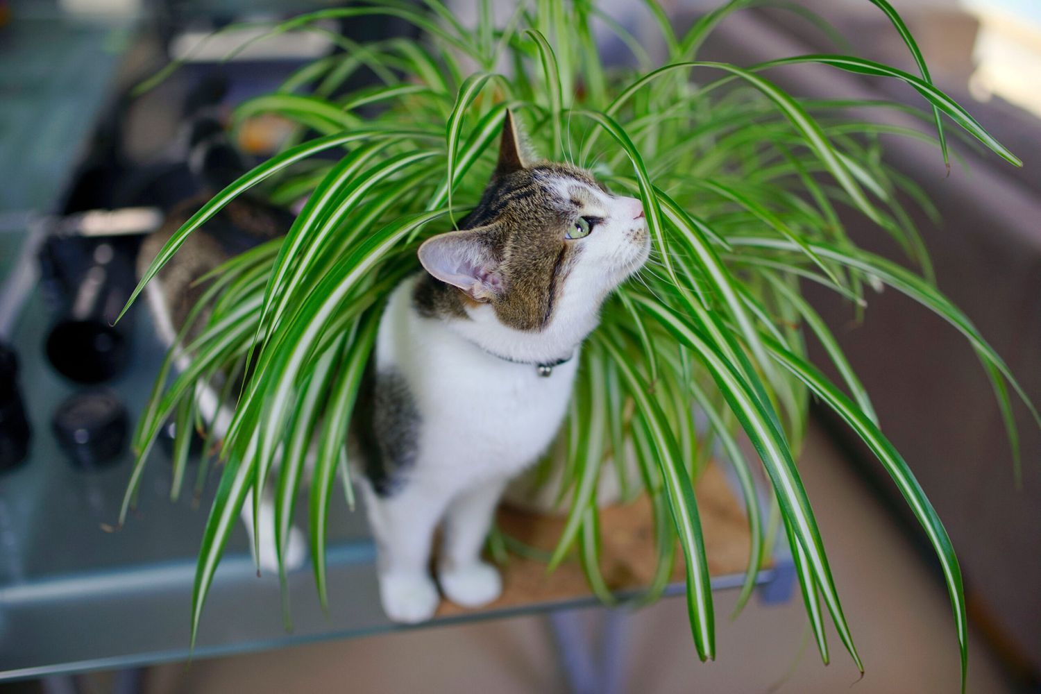 A cat walking around a pet safe house plant.