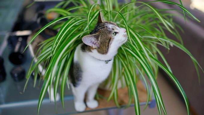 A cat walking around a pet safe house plant.