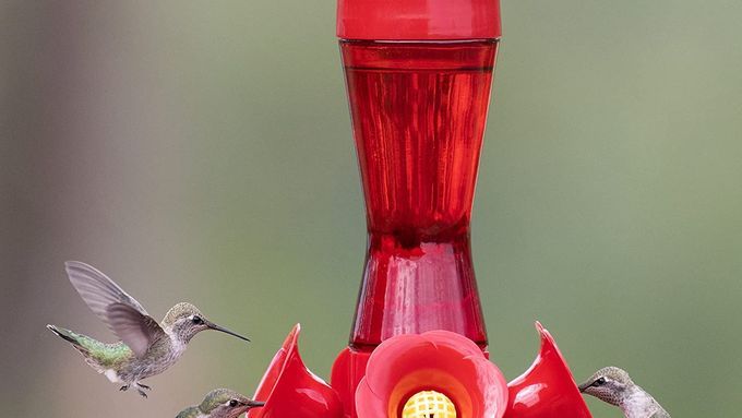 best_hummingbird_feeder_panel