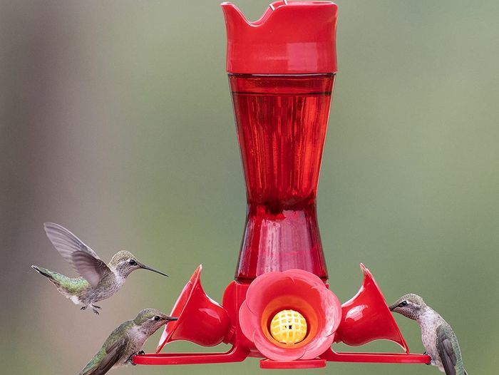 best_hummingbird_feeder_panel