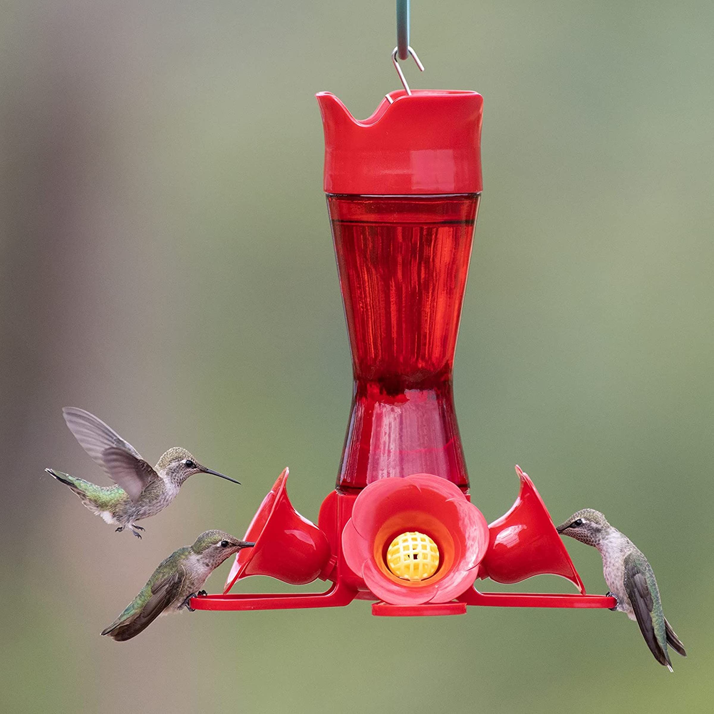 best_hummingbird_feeder_panel