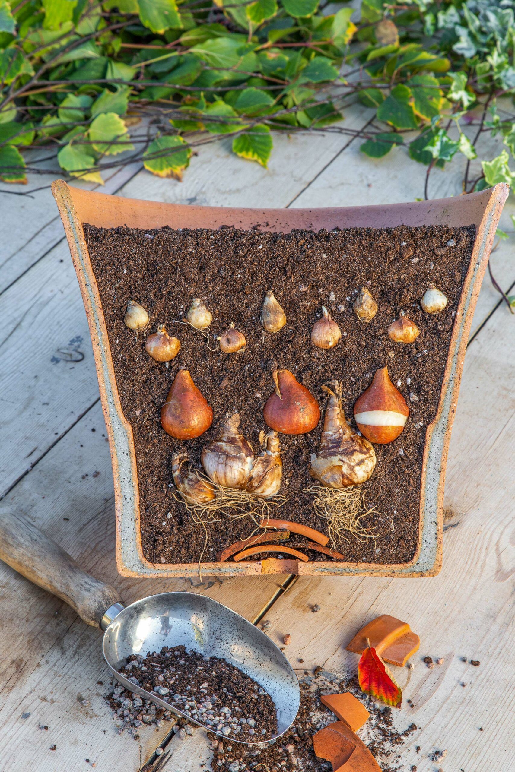 A pot with spring bulbs planted in it's soil.