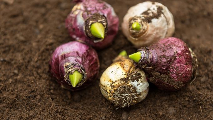 A set of 5 spring bulbs sitting on some soil.