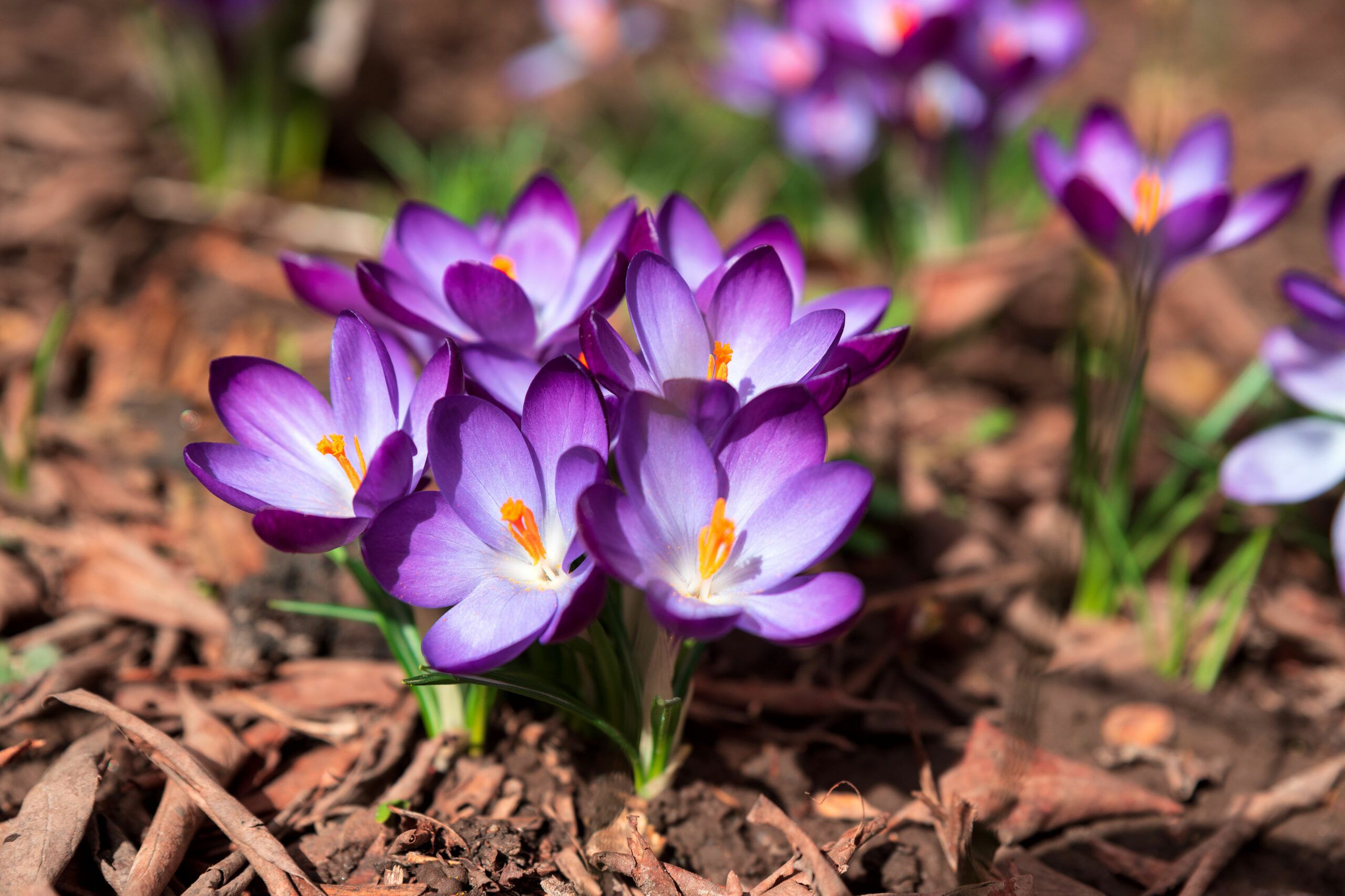 A purple Dutch crocus flower