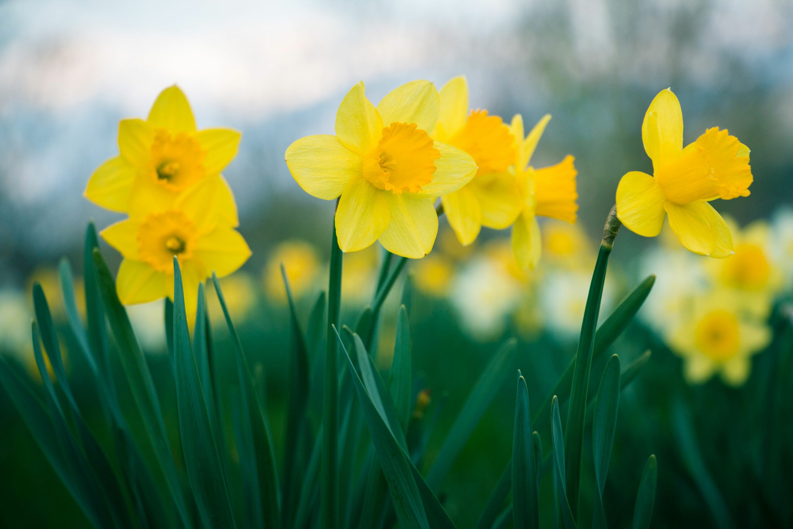 A few King Alfred Daffodils.