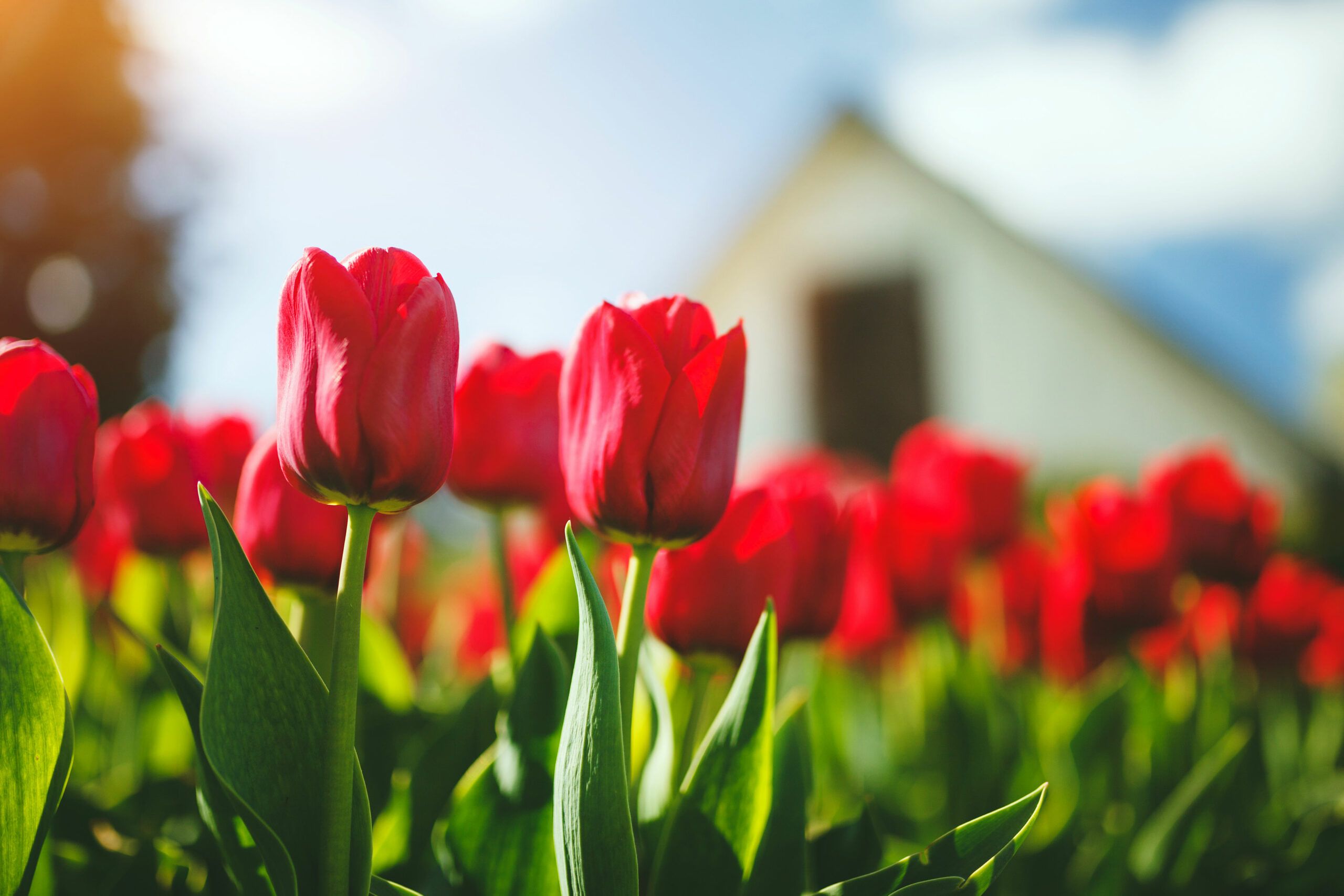 A Red Emporer Tulip Flower