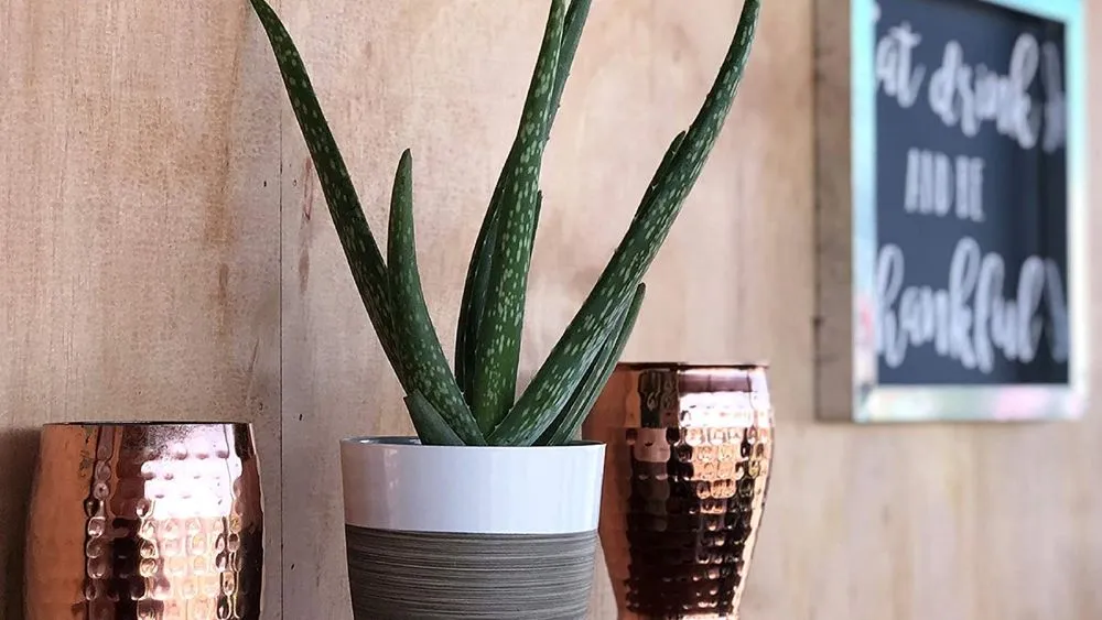 best_indoor_plants_panel
