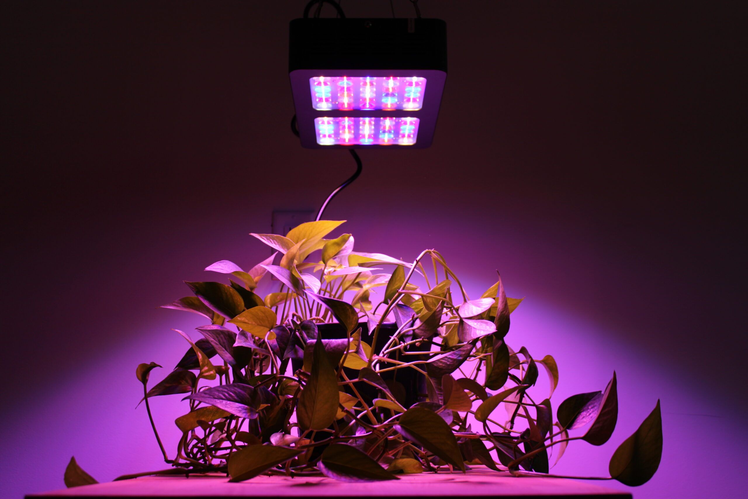 5 Grow Lights (2023 Review) - This House