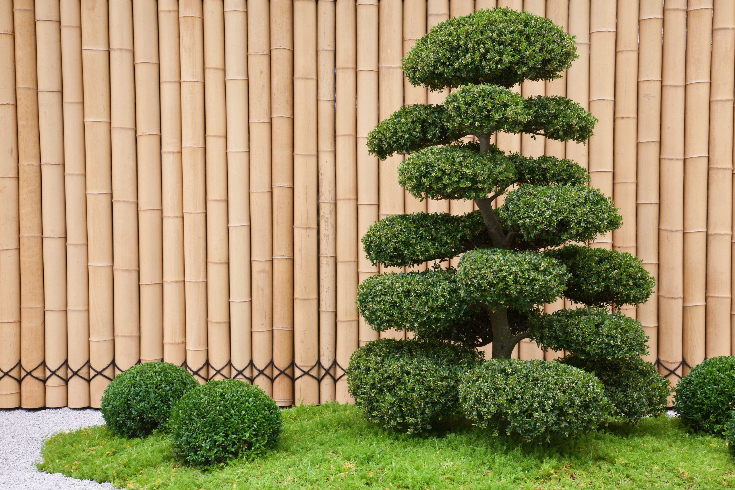 A Japanese holly bush.