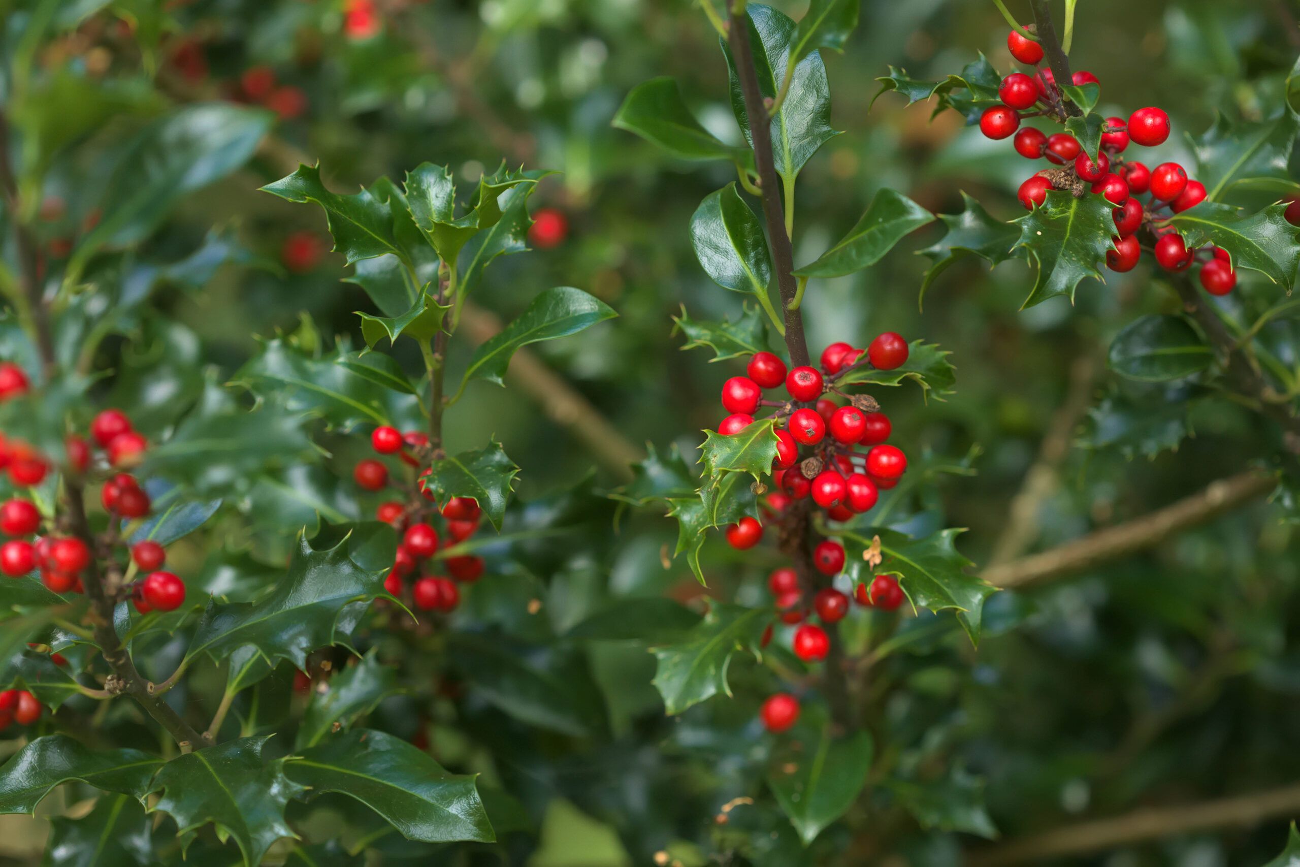 A close up of a blue holly bush.