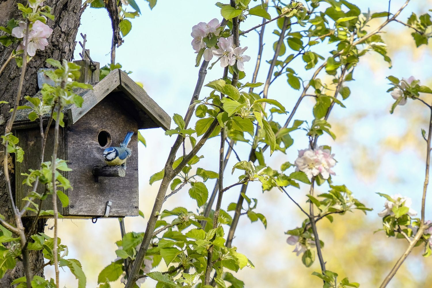 Birdhouse hanging in a tree.