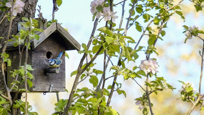 Birdhouse hanging in a tree.