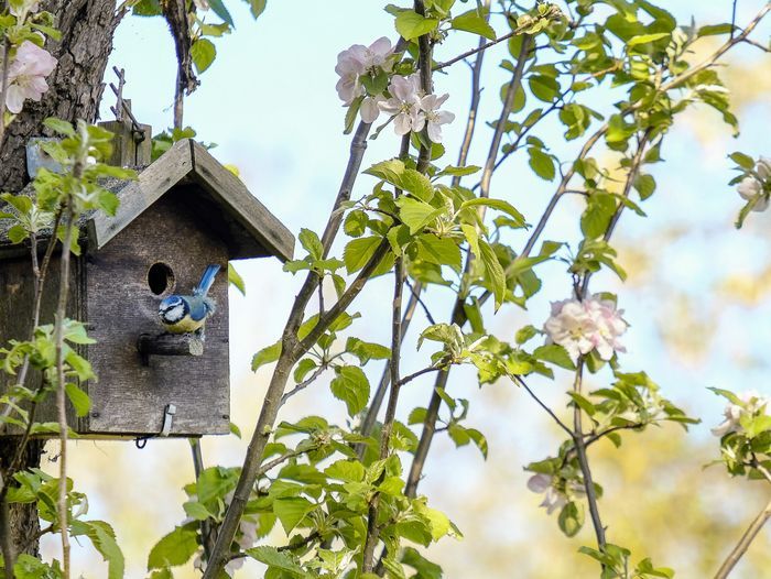 Birdhouse hanging in a tree.