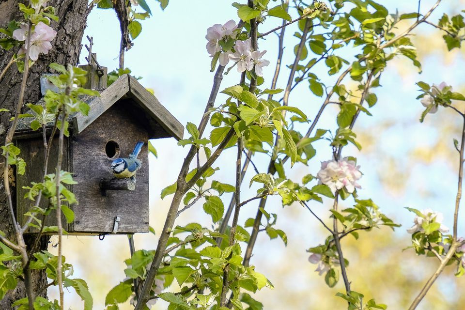 Birdhouse hanging in a tree.